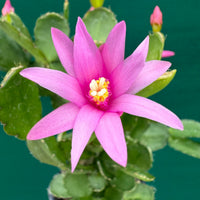 Hatiora Flower seeds for Planting Fragrant Blossoms Heirloom & GMO Free Seeds for Home Garden 
 
 Sale