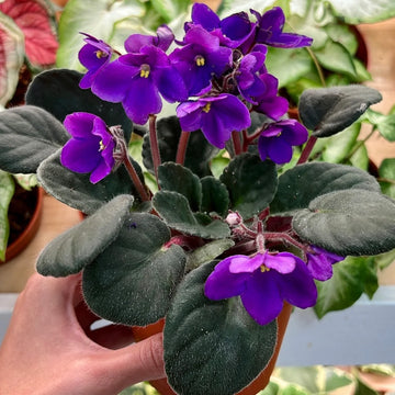 Saintpaulia Planting Seeds for Indoor Blooms