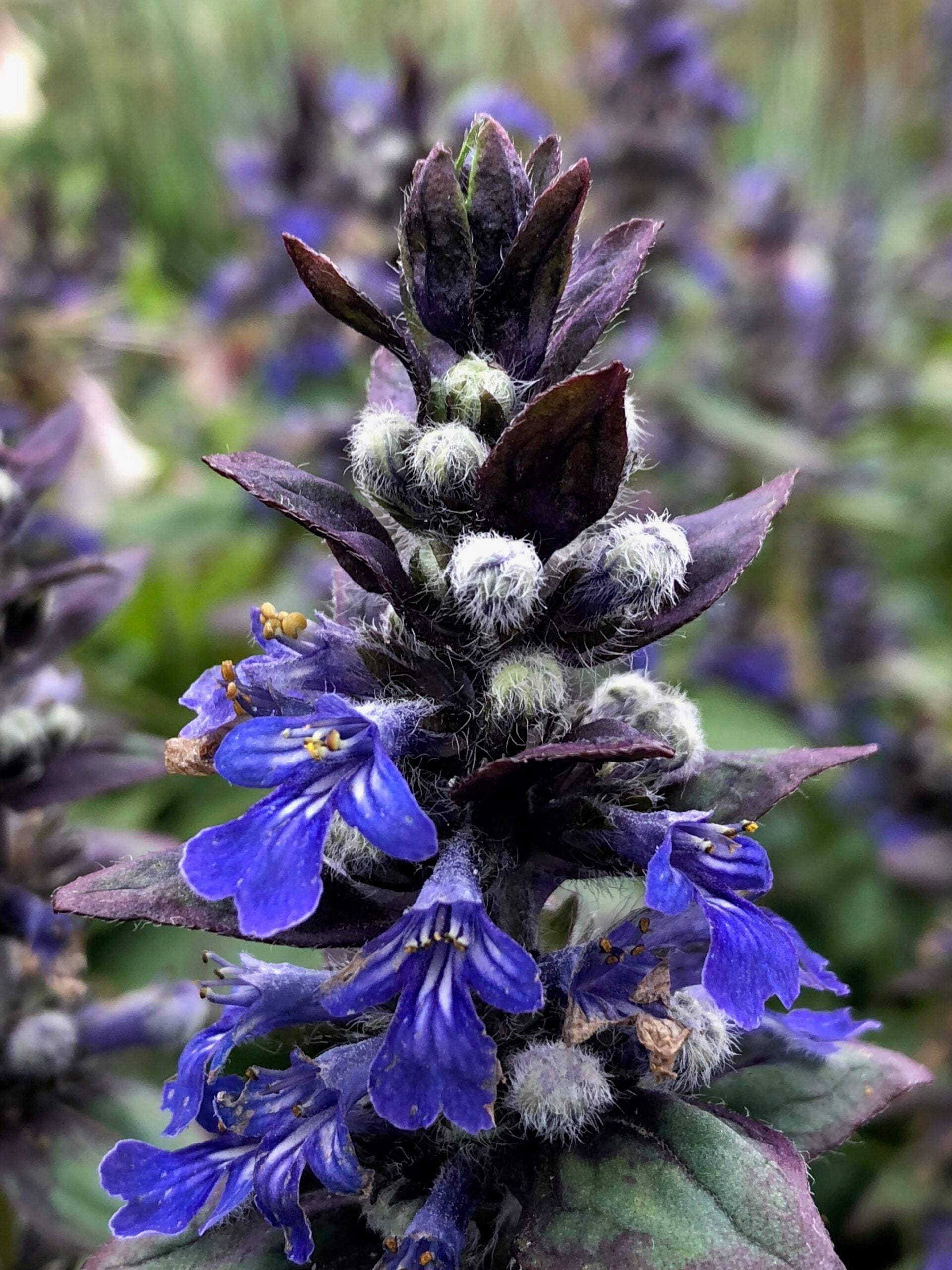 Ajuga Flower seeds for Planting Perfect for Borders Heirloom & GMO Free Seeds for Home Garden 
 
 Sale