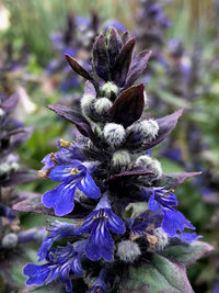 Ajuga Flower seeds for Planting Perfect for Borders Heirloom & GMO Free Seeds for Home Garden 
 
 Sale
