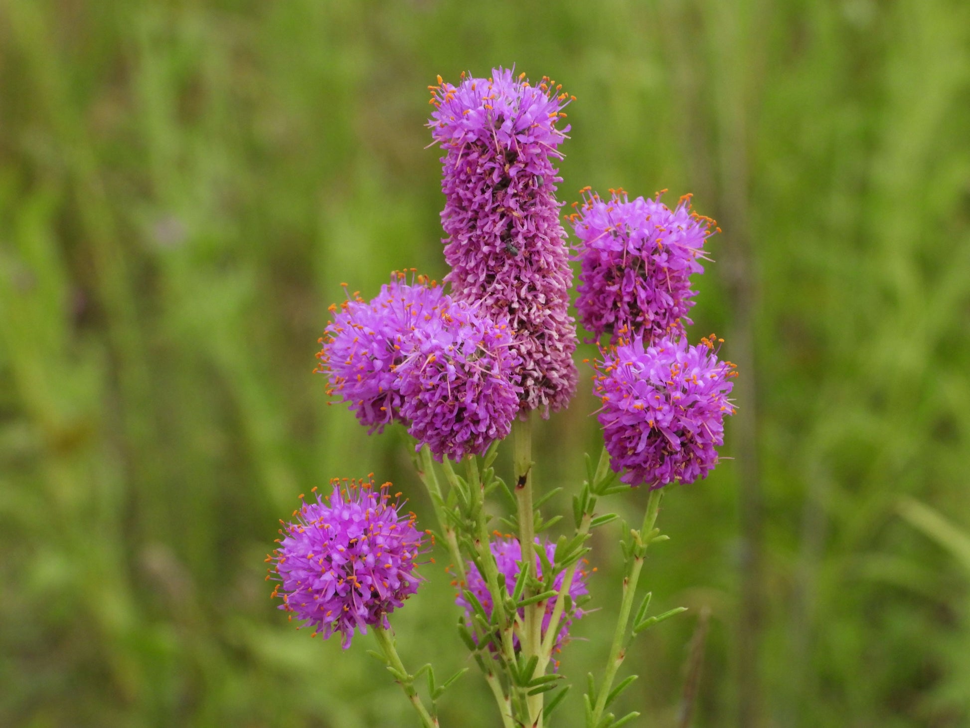 Dalea Purpurea Flower seeds for Planting Drought Tolerant Heirloom & GMO Free Seeds for Home Garden