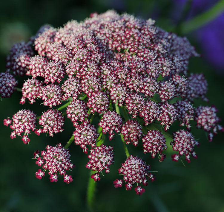 Mixed Dara Anne's Lace Flower seeds for Planting - Pollinator Friendly, Heirloom & GMO Free Seeds for Home Garden