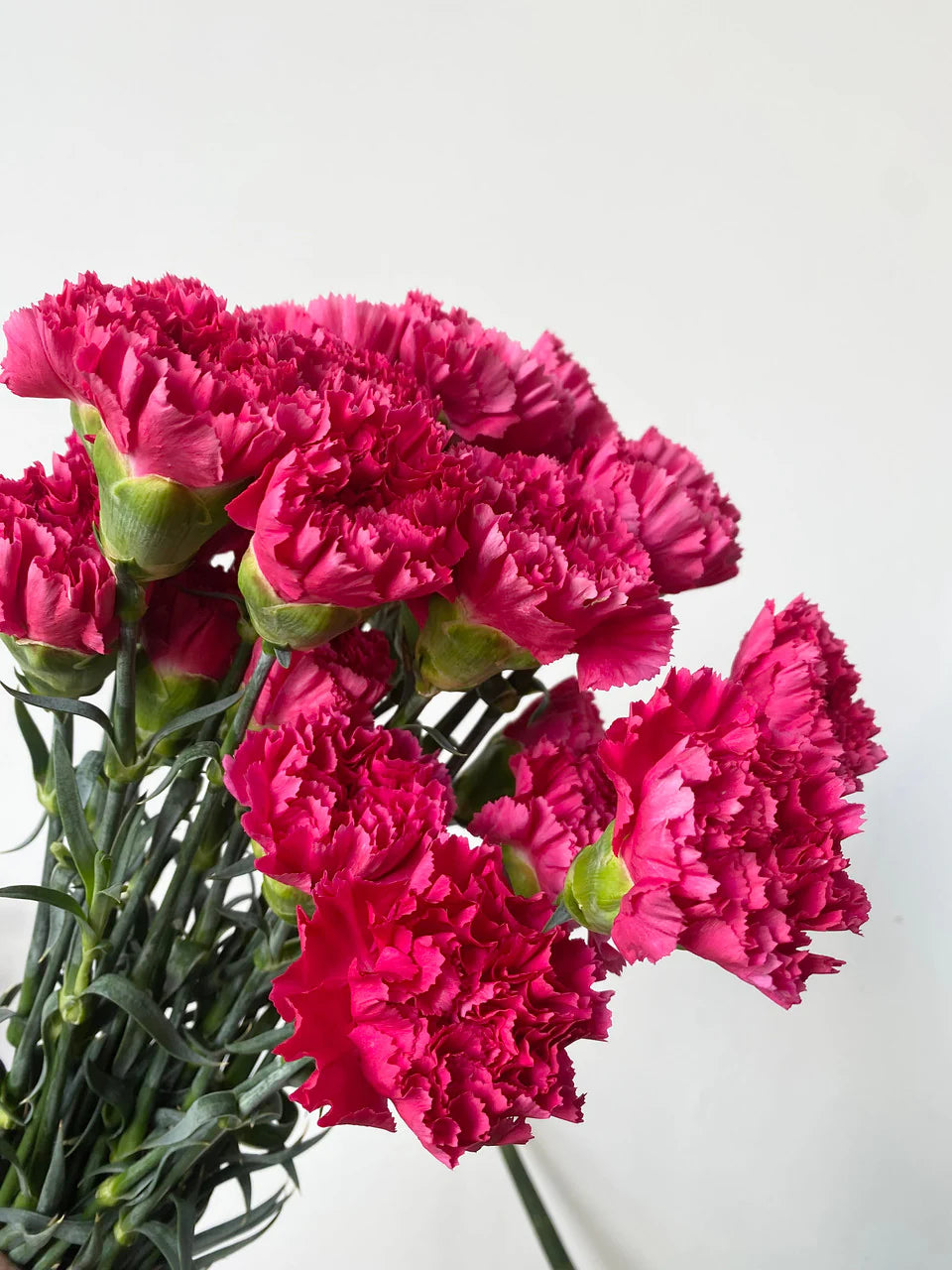 Deep Pink Carnation Flower seeds for Planting - Long Bloom Season, Heirloom & GMO Free Seeds for Home Garden