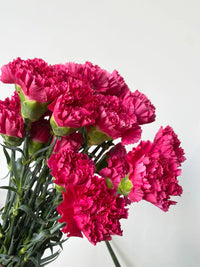 Pink Carnations Flower Seeds for Planting Compact Growth Heirloom & GMO Free Seeds for Home Garden
 
 Sale