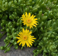 Yellow Red Ice Flower seeds for Planting - Hardy Variety, Heirloom & GMO Free Seeds for Home Garden