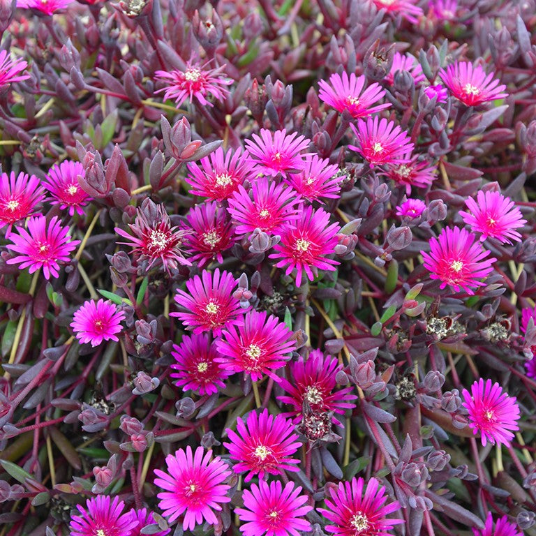 Purple Delosperma Flower seeds for Planting - Bright Blooms, Heirloom & GMO Free Seeds for Home Garden