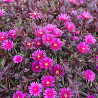 Purple Delosperma Flower seeds for Planting - Bright Blooms, Heirloom & GMO Free Seeds for Home Garden