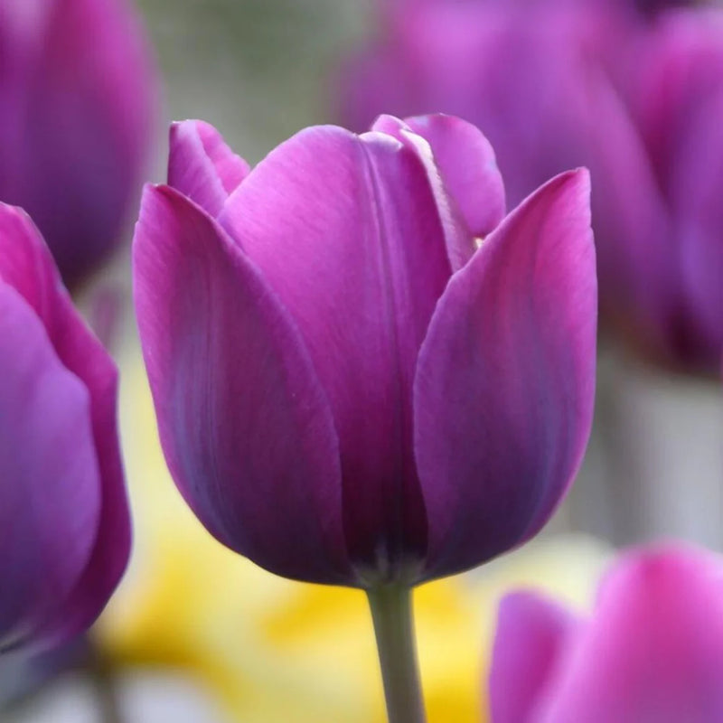 Violet Tulip Flower Seeds for Planting Shade Tolerant Heirloom & GMO Free Seeds for Home Garden
 
 Sale