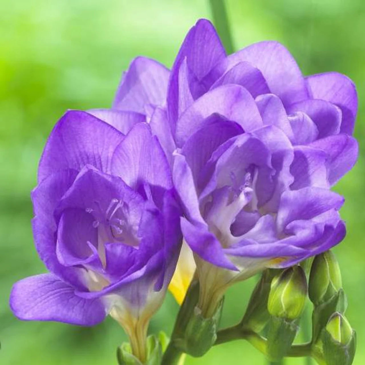 Blue Freesias Flower seeds for Planting - Easy to Grow, Heirloom & GMO Free Seeds for Home Garden