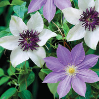Clematis White Purple Flower seeds for Planting - Low Maintenance, Heirloom & GMO Free Seeds for Home Garden