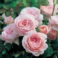 Pink David Austin Rose Flower seeds for Planting Fragrant Blossoms Heirloom & GMO Free Seeds for Home Garden 
 
 Sale