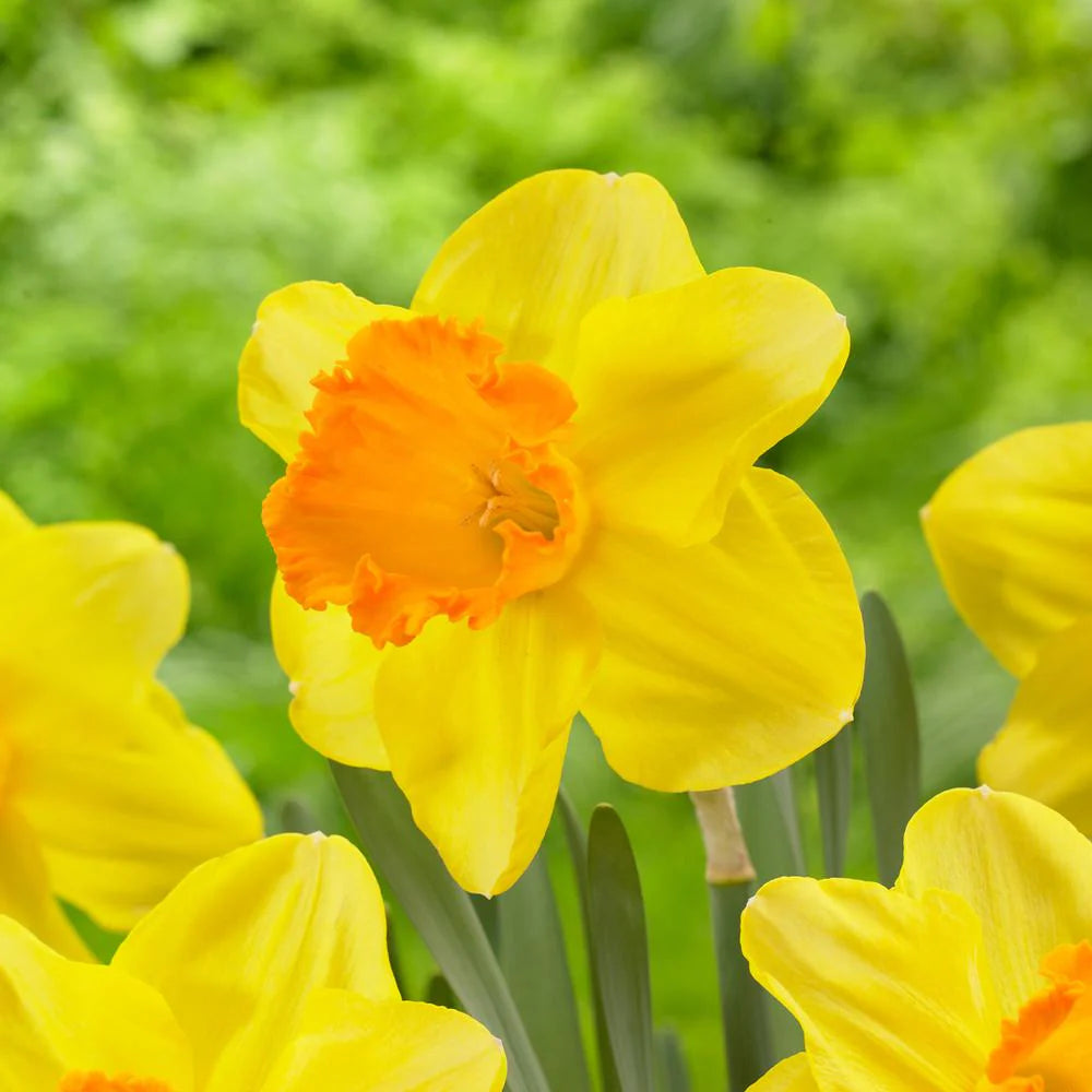 Heirloom Daffodil Narcissus Flower seeds for Planting Perfect for Borders Heirloom & GMO Free Seeds for Home Garden
