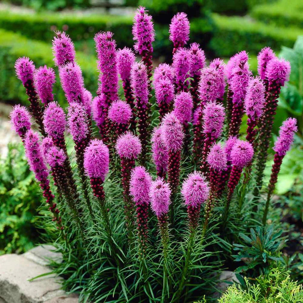 Liatris Flower seeds for Planting - Easy to Grow, Heirloom & GMO Free Seeds for Home Garden
