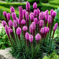 Liatris Flower seeds for Planting - Easy to Grow, Heirloom & GMO Free Seeds for Home Garden