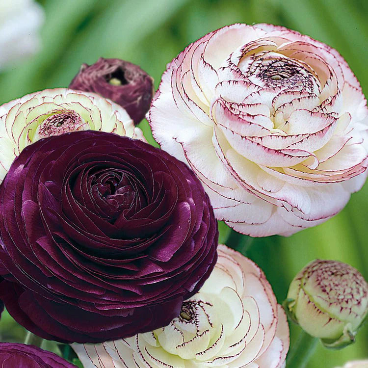 Purple White Ranunculus Flower seeds for Planting - Hardy Variety, Heirloom & GMO Free Seeds for Home Garden