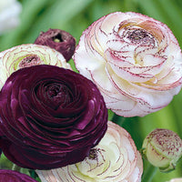 Purple White Ranunculus Flower seeds for Planting - Hardy Variety, Heirloom & GMO Free Seeds for Home Garden