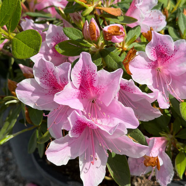 Azalea Pink Rhododendron Flower Seeds for Planting Sun Loving Heirloom & GMO Free Seeds for Home Garden
 
 Sale