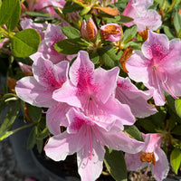 Azalea Pink Rhododendron Flower Seeds for Planting Sun Loving Heirloom & GMO Free Seeds for Home Garden
 
 Sale