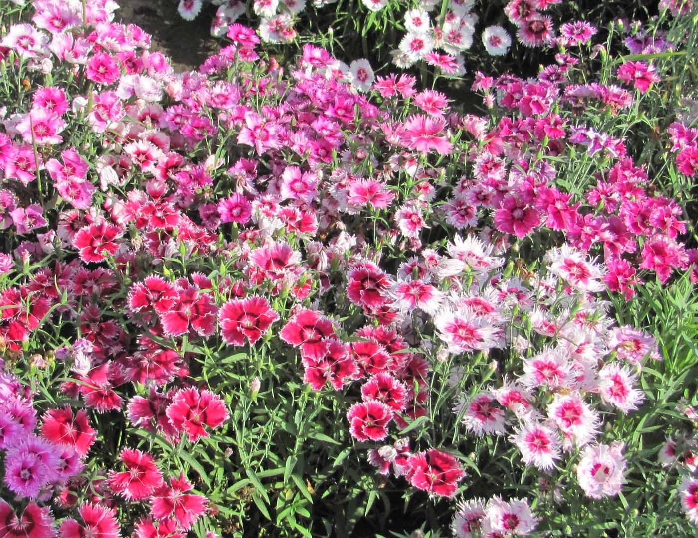 Mix Dianthus Flower seeds for Planting - Drought Tolerant, Heirloom & GMO Free Seeds for Home Garden