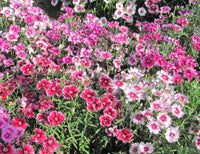 Mix Dianthus Flower seeds for Planting - Drought Tolerant, Heirloom & GMO Free Seeds for Home Garden