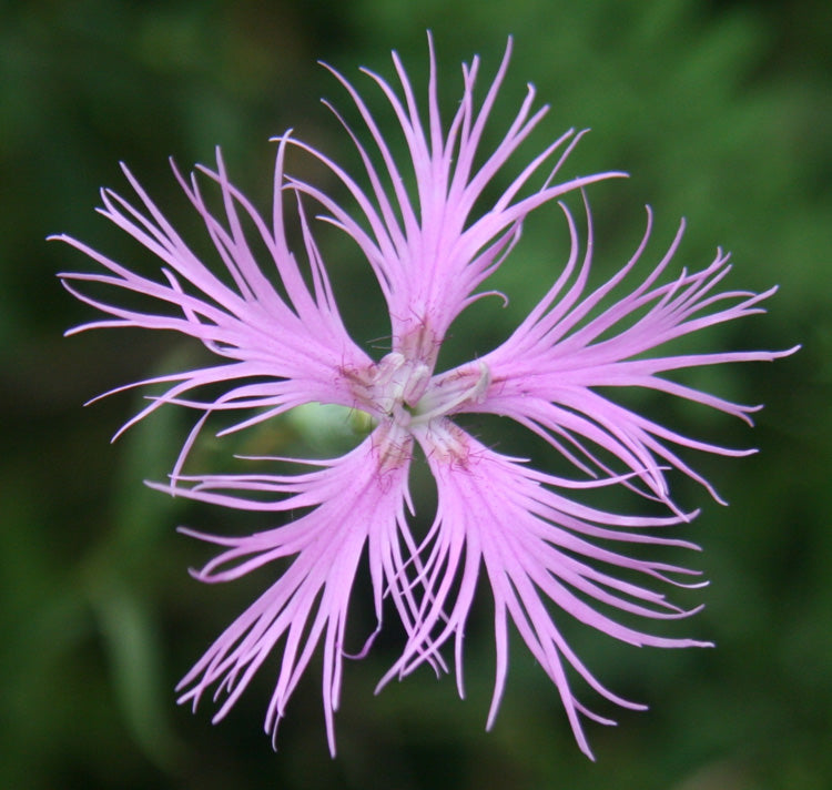 Dianthus Superbus Flower seeds for Planting - Long Bloom Season, Heirloom & GMO Free Seeds for Home Garden