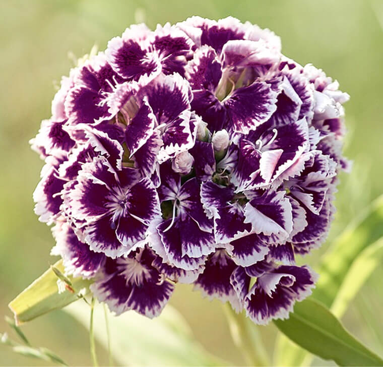 Purple White Dianthus Flower seeds for Planting - Cottage Garden Essential, Heirloom & GMO Free Seeds for Home Garden