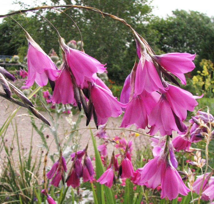 Pulcherrimum Flower seeds for Planting - Long Bloom Season, Heirloom & GMO Free Seeds for Home Garden
