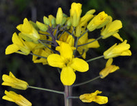 Yellow Edible Rape Flower Seeds for planting