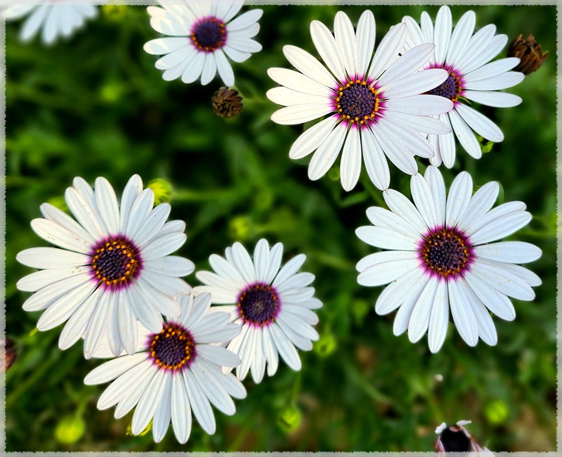Dimorphotheca Flower seeds for Planting Shade Tolerant Heirloom & GMO Free Seeds for Home Garden