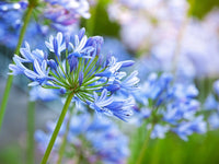 Agapanthus Flower seeds for Planting Premium Quality Heirloom & GMO Free Seeds for Home Garden