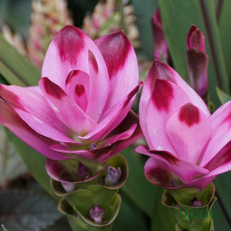 Curcuma Flower Seeds for Planting - Stunning Pink Blooms