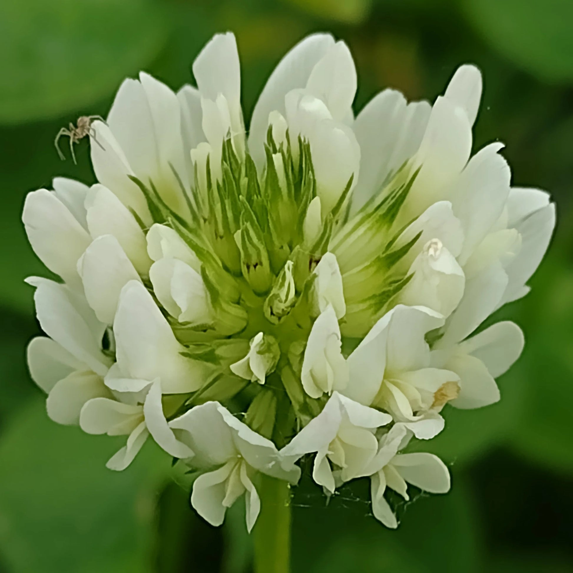 White Clover Flower seeds for Planting - Vibrant Colors, Heirloom & GMO Free Seeds for Home Garden