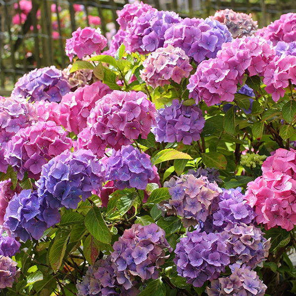 Purple Hydrangea Flower Seeds for Easy Planting