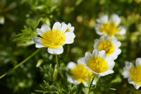 Heirloom Limnanthes Douglasii Flower seeds for Planting Garden Favorite Heirloom & GMO Free Seeds for Home Garden