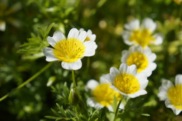 Heirloom Limnanthes Douglasii Flower seeds for Planting Garden Favorite Heirloom & GMO Free Seeds for Home Garden