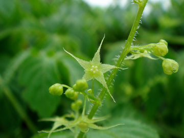 Gynostemma Pentaphyllum Flower seeds for Planting - Seasonal Bloomer, Heirloom & GMO Free Seeds for Home Garden