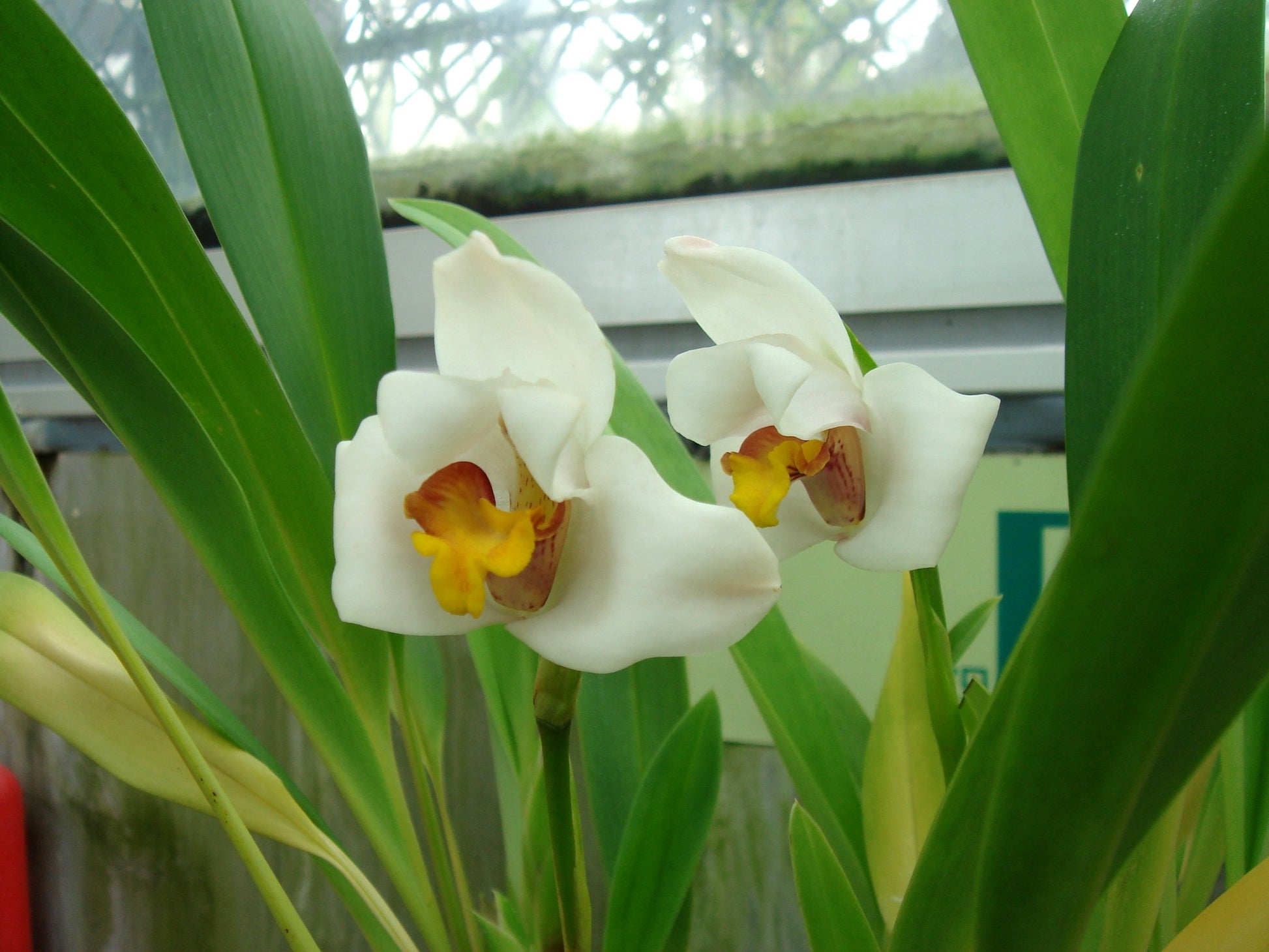 White Mix Cymbidium Maxillaria Flower Seeds for Planting Sun Loving Heirloom & GMO Free Seeds for Home Garden
 
 Sale