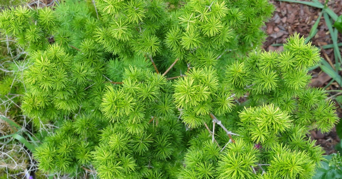 Myriocladus Flower seeds for Planting Drought Tolerant Heirloom & GMO Free Seeds for Home Garden