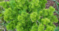 Myriocladus Flower seeds for Planting Drought Tolerant Heirloom & GMO Free Seeds for Home Garden