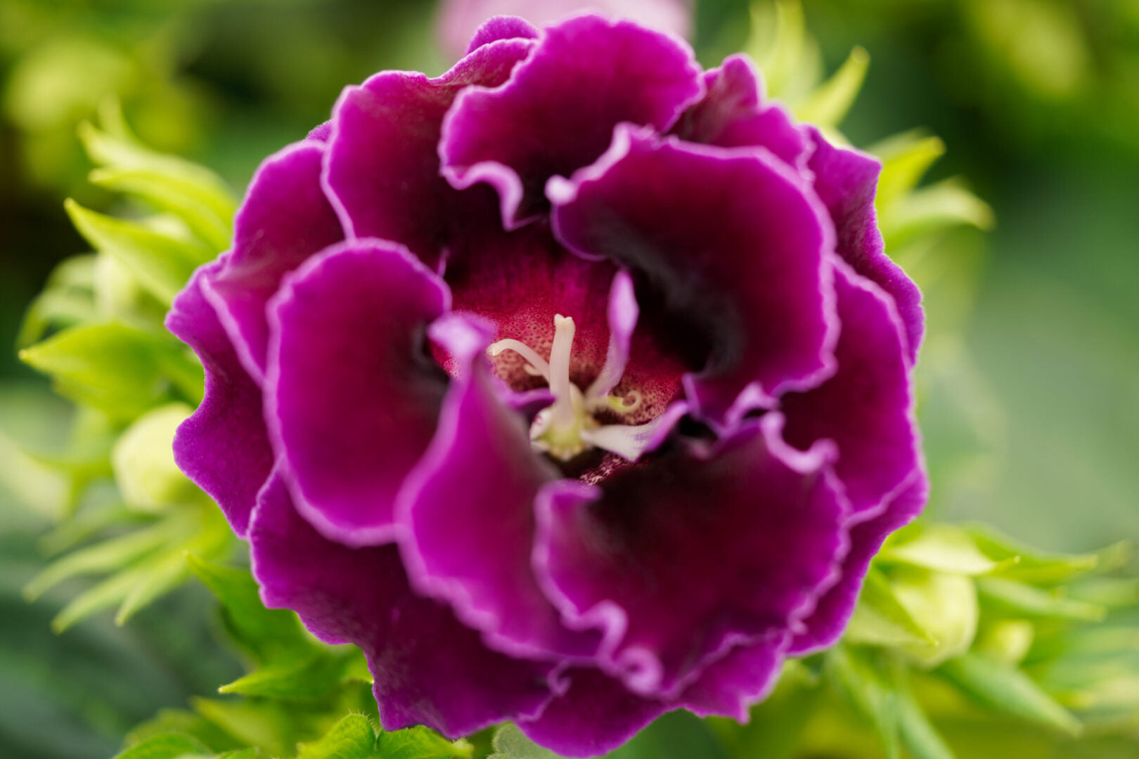Light Purple Gloxinia Flower seeds for Planting Sun Loving Heirloom & GMO Free Seeds for Home Garden 
 
 Sale