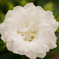 White Gloxinia Flower seeds for Planting Cottage Garden Essential Heirloom & GMO Free Seeds for Home Garden 
 
 Sale