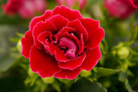 Red Gloxinia Flower Seeds Colorful Display Heirloom & GMO Free Seeds for Home Garden
 
 Sale