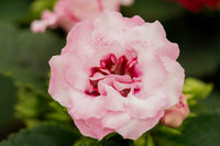 Light Pink Gloxinia Flower seeds for Planting - Low Maintenance, Heirloom & GMO Free Seeds for Home Garden