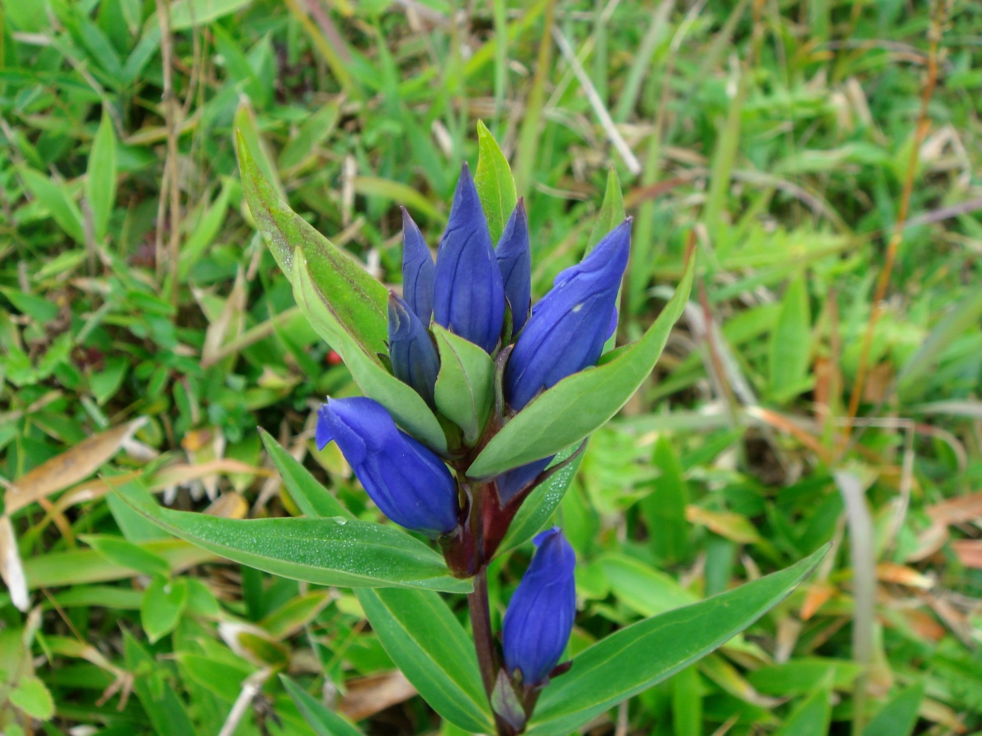 Blue Gentiana Triflora Flower seeds for Planting Garden Favorite Heirloom & GMO Free Seeds for Home Garden 
 
 Sale