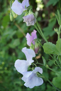 Light Blue Sweet Pea Flower seeds for Planting Compact Growth Heirloom & GMO Free Seeds for Home Garden