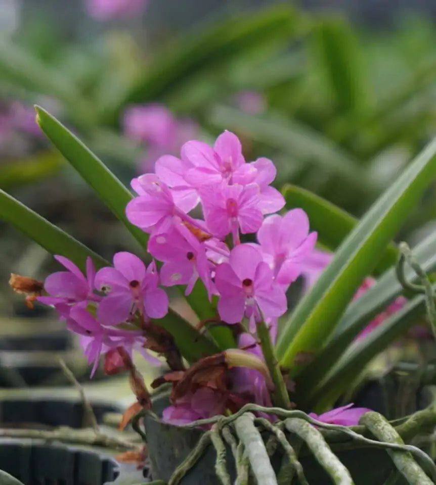 Purple White Ascocentrum Flower seeds for Planting Seasonal Bloomer Heirloom & GMO Free Seeds for Home Garden
 
 Sale