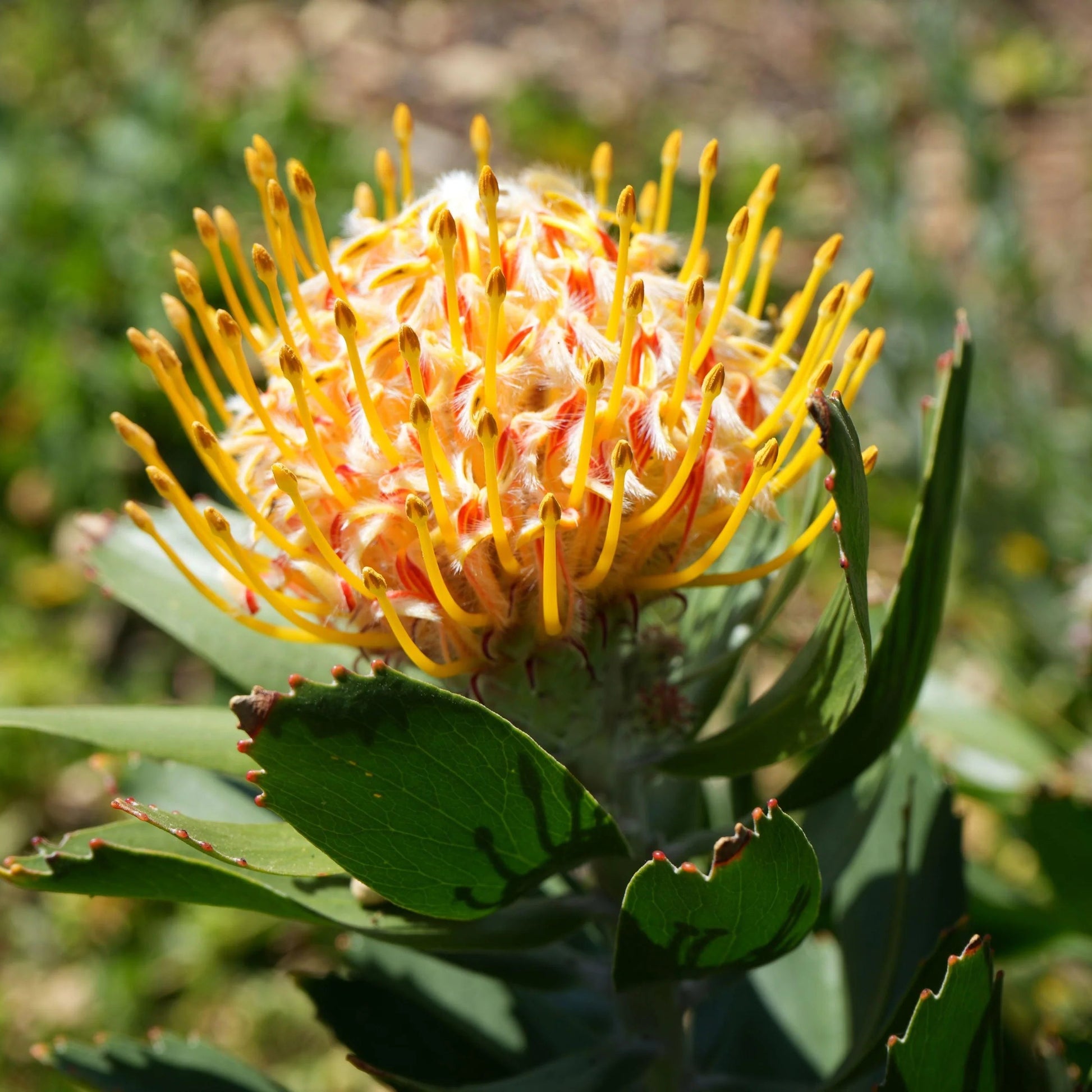 Orange Yellow Protea Flower seeds for Planting Fragrant Blossoms Heirloom & GMO Free Seeds for Home Garden
 
 Sale