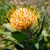 Orange Yellow Protea Flower seeds for Planting Fragrant Blossoms Heirloom & GMO Free Seeds for Home Garden
 
 Sale