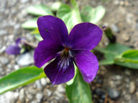 Blue Viola Mandshurica Flower seeds for Planting - Easy to Grow, Heirloom & GMO Free Seeds for Home Garden