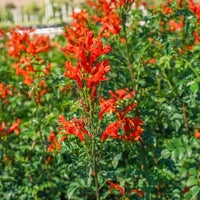 Red Cape Honeysuckle Flower seeds for Planting - Cut Flower Favorite, Heirloom & GMO Free Seeds for Home Garden